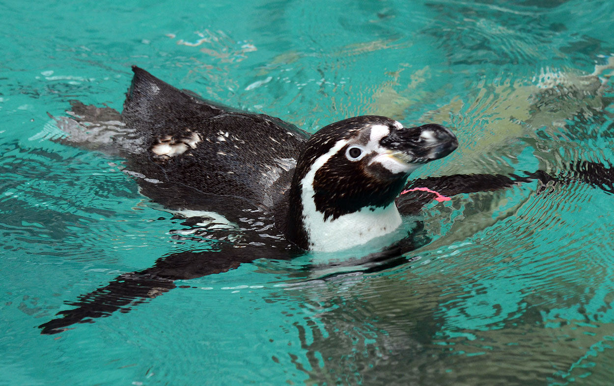Humboldt Penguin at Brookfield Zoo
