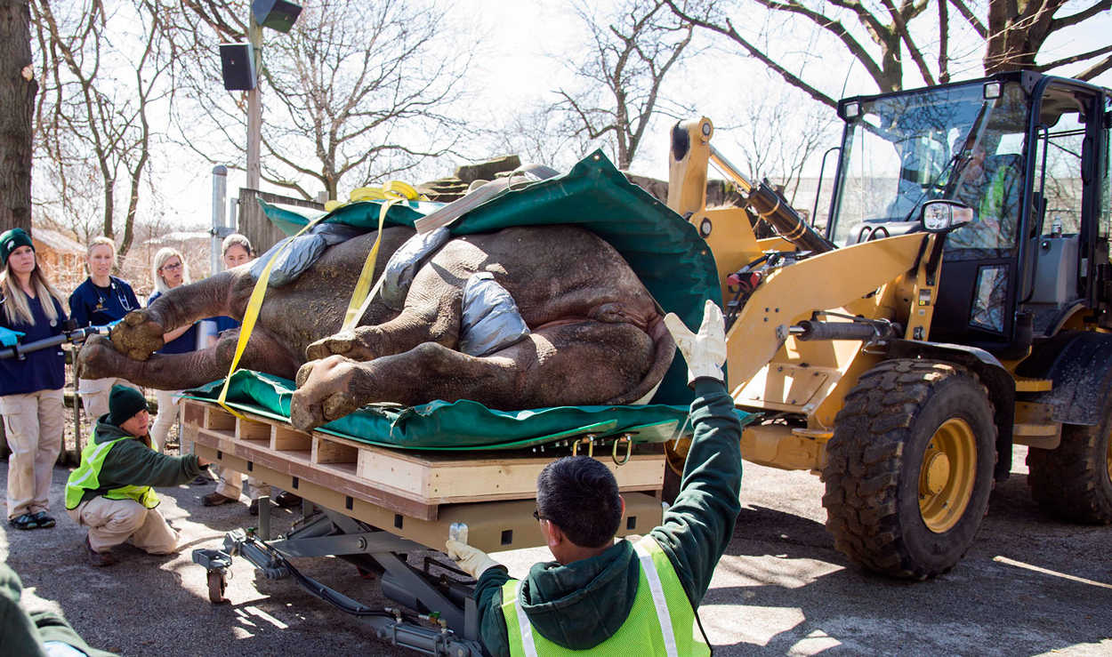 Layla Rhino Undergoes CT Scan for Sinus Infection