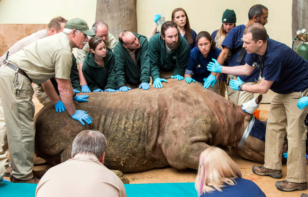 Layla Rhino Undergoes CT Scan for Sinus Infection