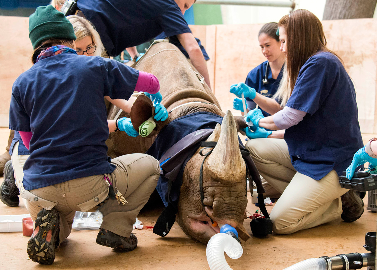 Layla Rhino Undergoes CT Scan for Sinus Infection