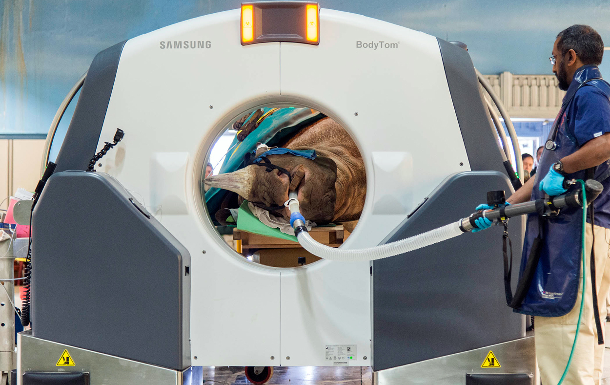 Layla Rhino Undergoes CT Scan for Sinus Infection