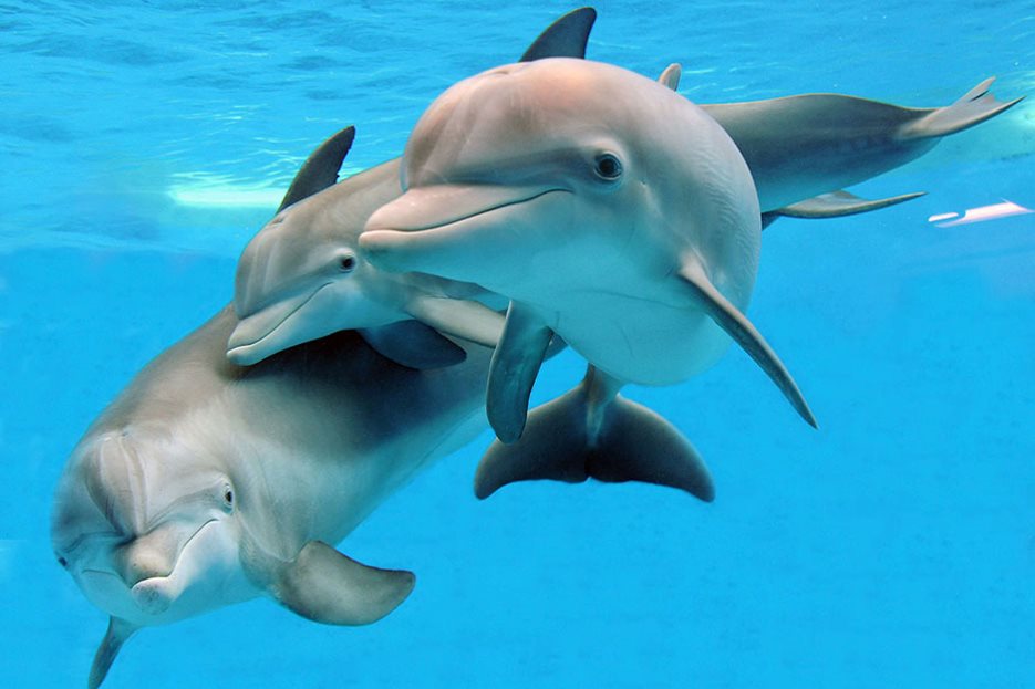 Dolphins at Brookfield Zoo