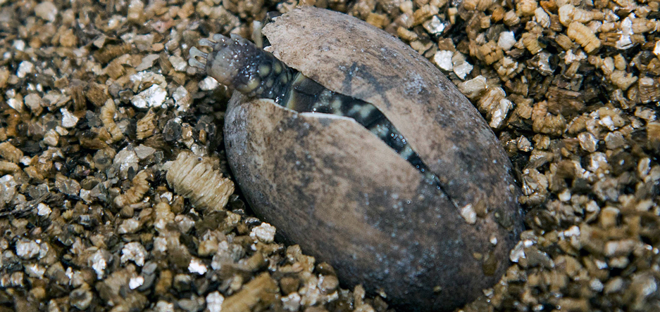 Ornate Box Turtle at Brookfield Zoo
