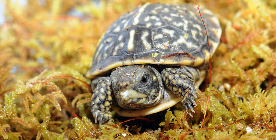 Ornate Box Turtle at Brookfield Zoo