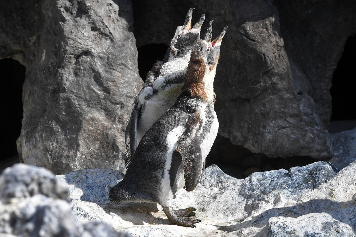 Penguin molting at Brookfield Zoo