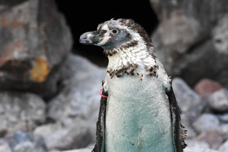 Penguin molting at Brookfield Zoo