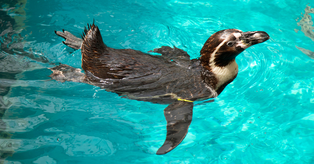 Penguin molting at Brookfield Zoo