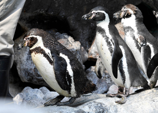 Penguin molting at Brookfield Zoo
