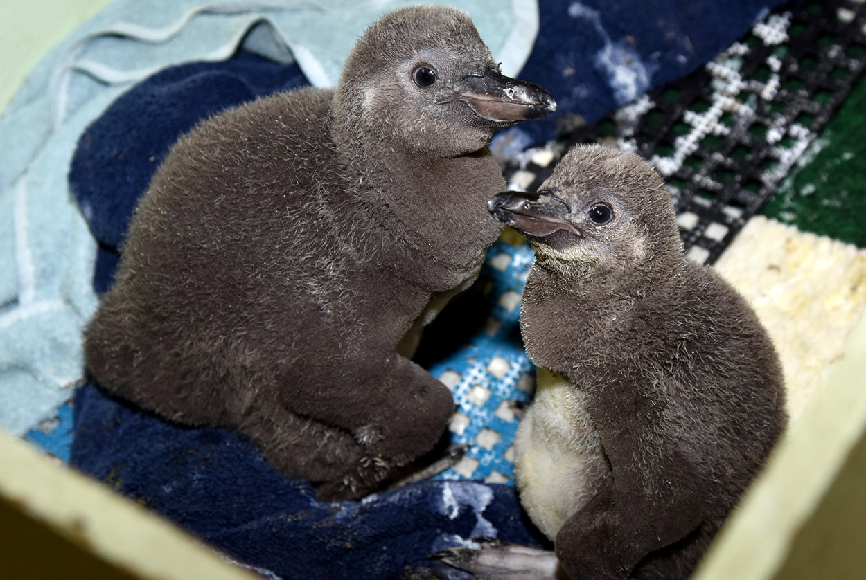 Penguin hand rearing at Brookfield Zoo