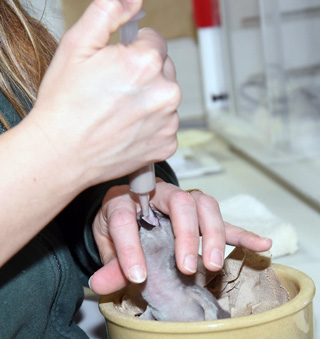Penguin hand rearing at Brookfield Zoo