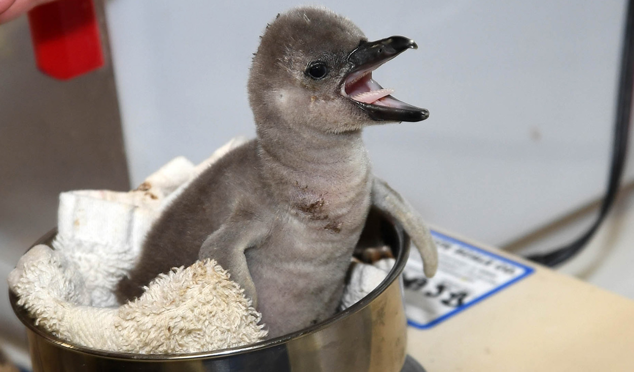 Penguin hand rearing at Brookfield Zoo
