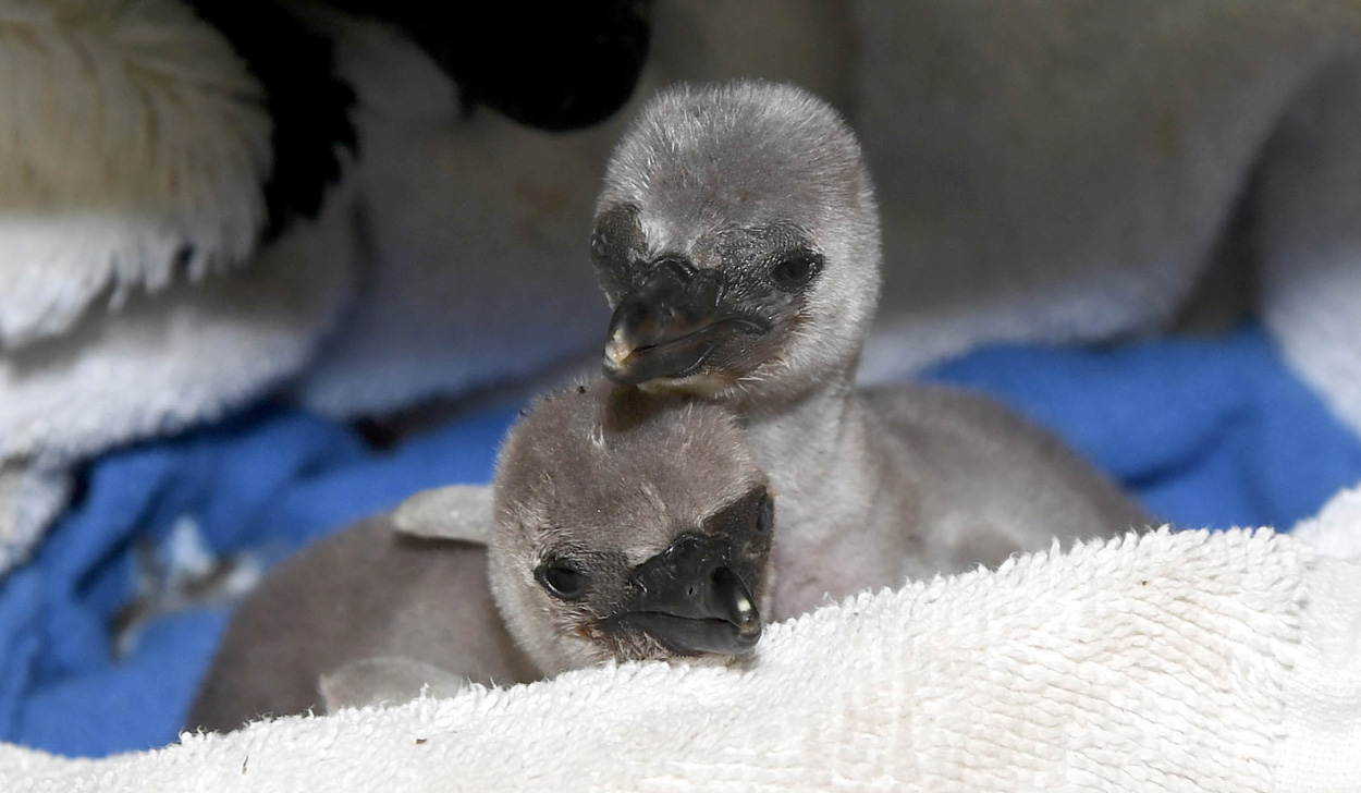 Penguins Hand Rearing Brookfield Zoo