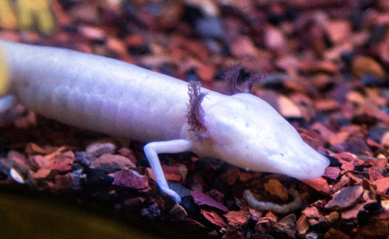 Texas Blind Salamander