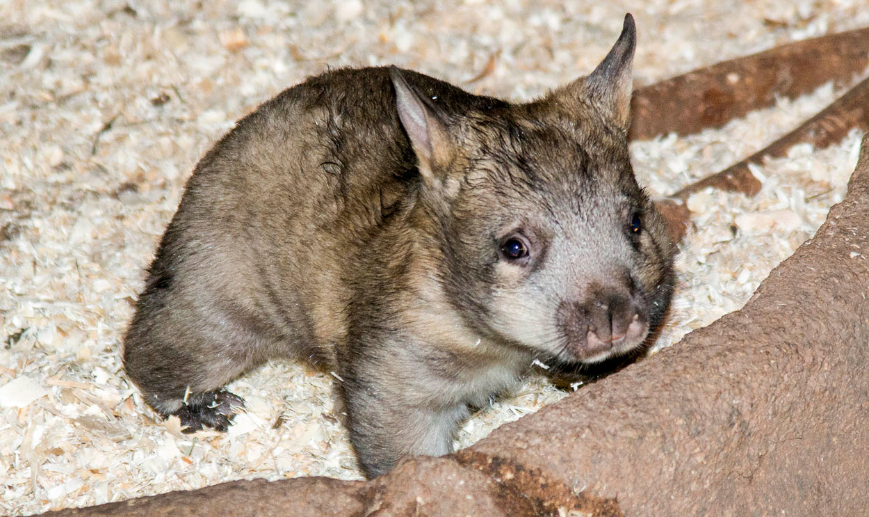 Southern Hairy-Nosed Wombat Joey Out and About at Brookfield Zoo