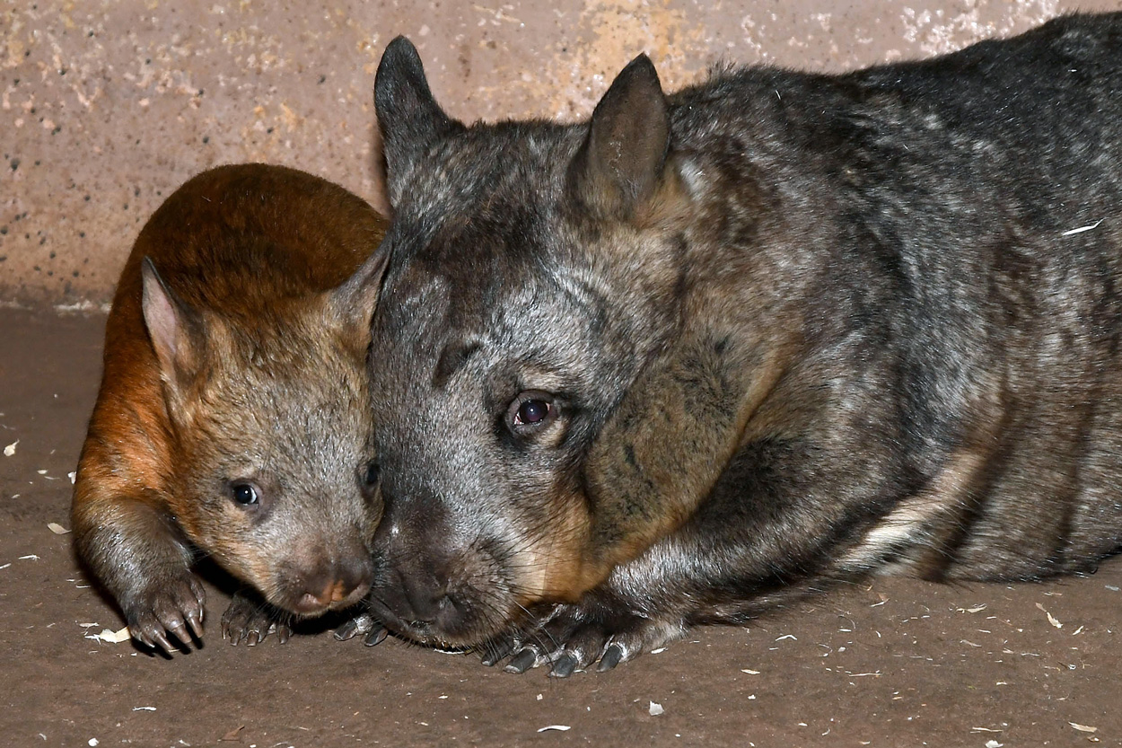 wombat joey at Brookfield Zoo