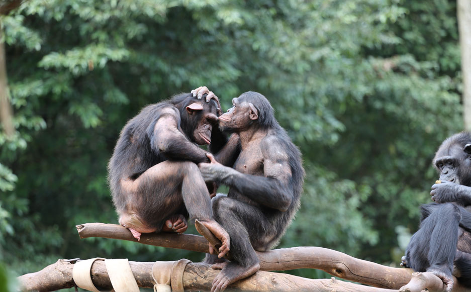 chimps grooming