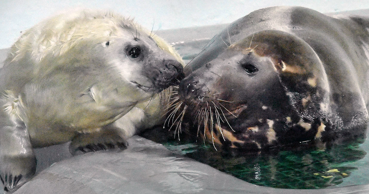 gray seal pup born at Brookfield Zoo
