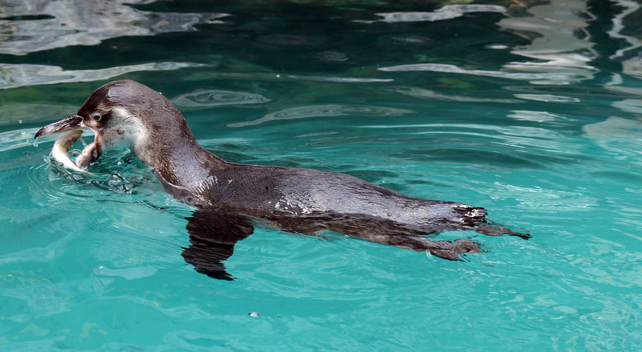 Humboldt penguin with fish at Brookfield Zoo