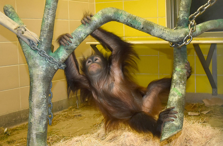 Kecil Orangutan Climbing