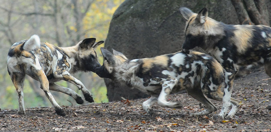 African Painted Dogs playing