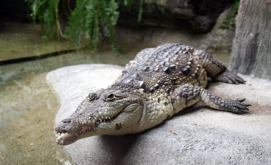 Carlita Crocodile at Brookfield Zoo
