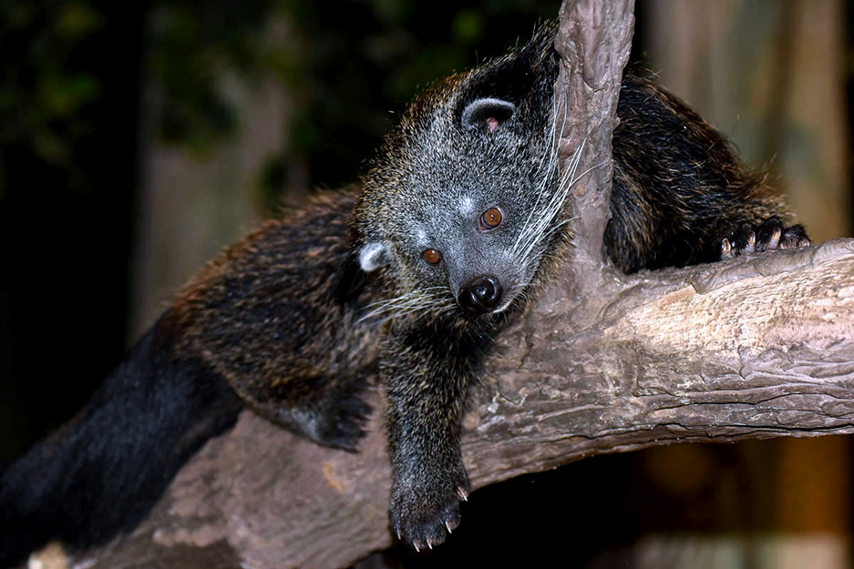 Binturong at Brookfield Zoo
