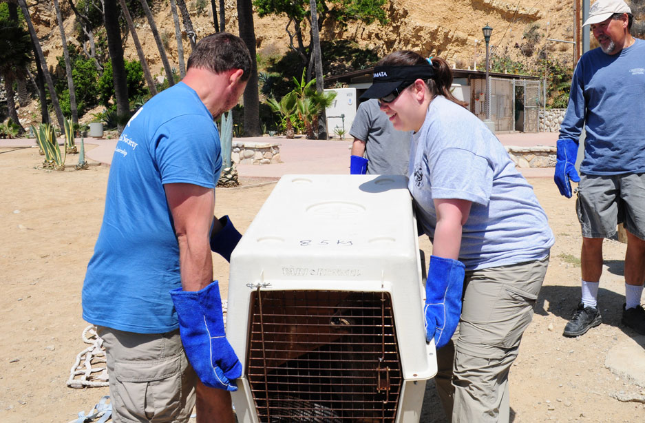Sea lion pup rescue