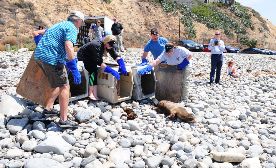 sea lion release
