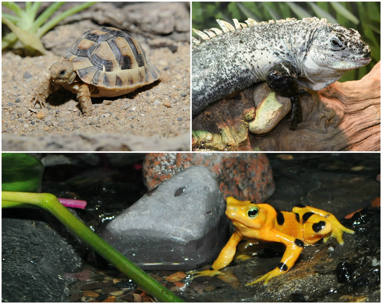 critically endangered species