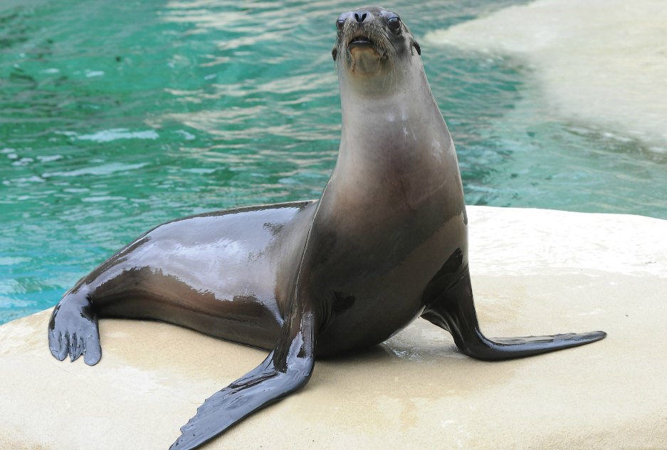 sea lion at brookfield zoo
