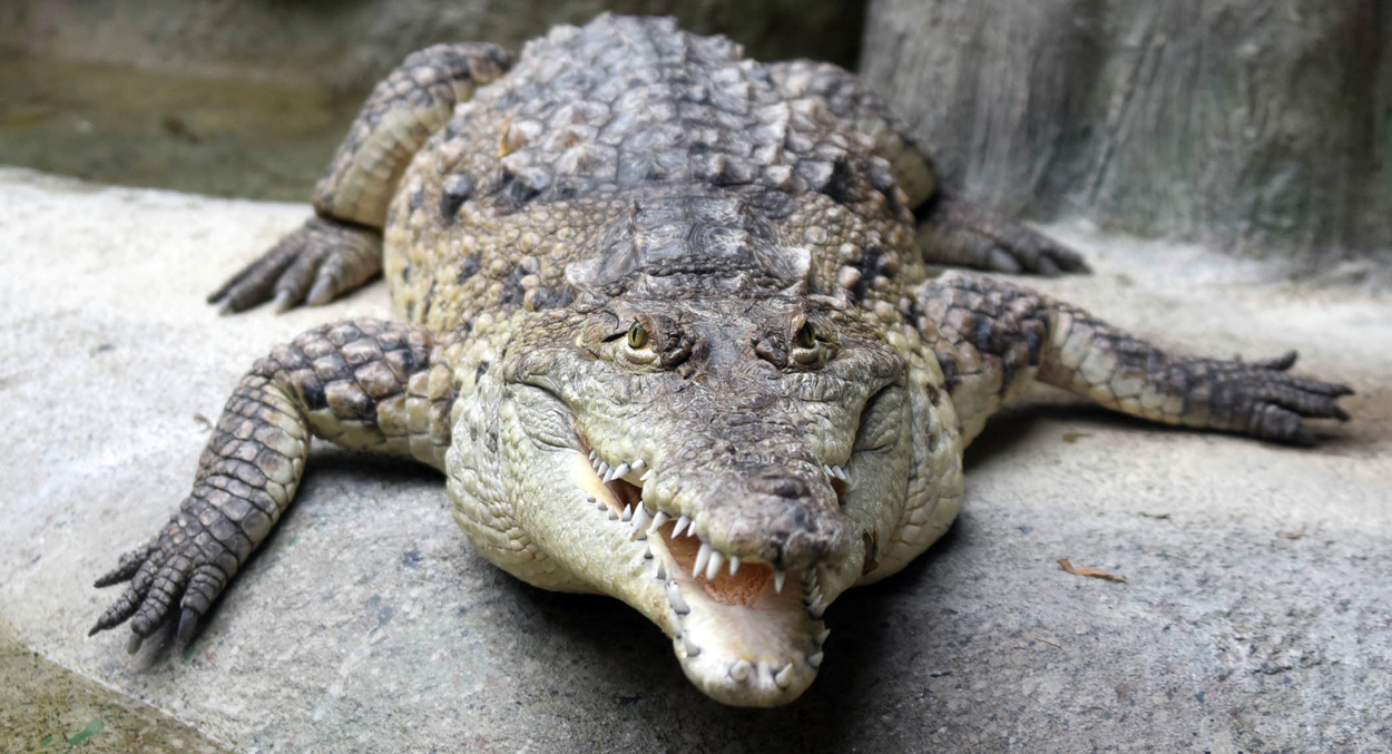 crocodile at Brookfield Zoo