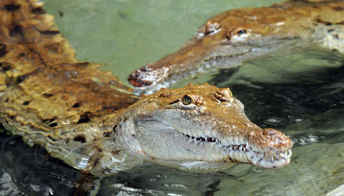 Carlita Croc