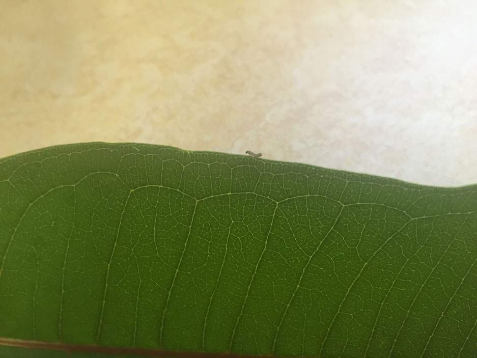 Caterpillar