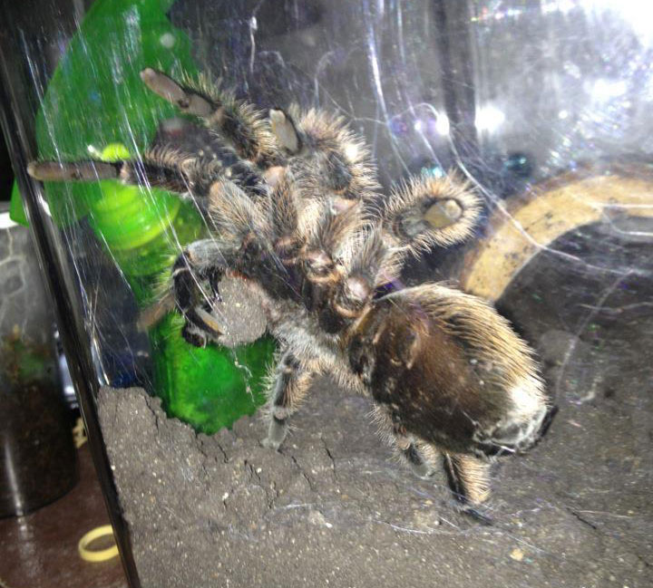 Spider