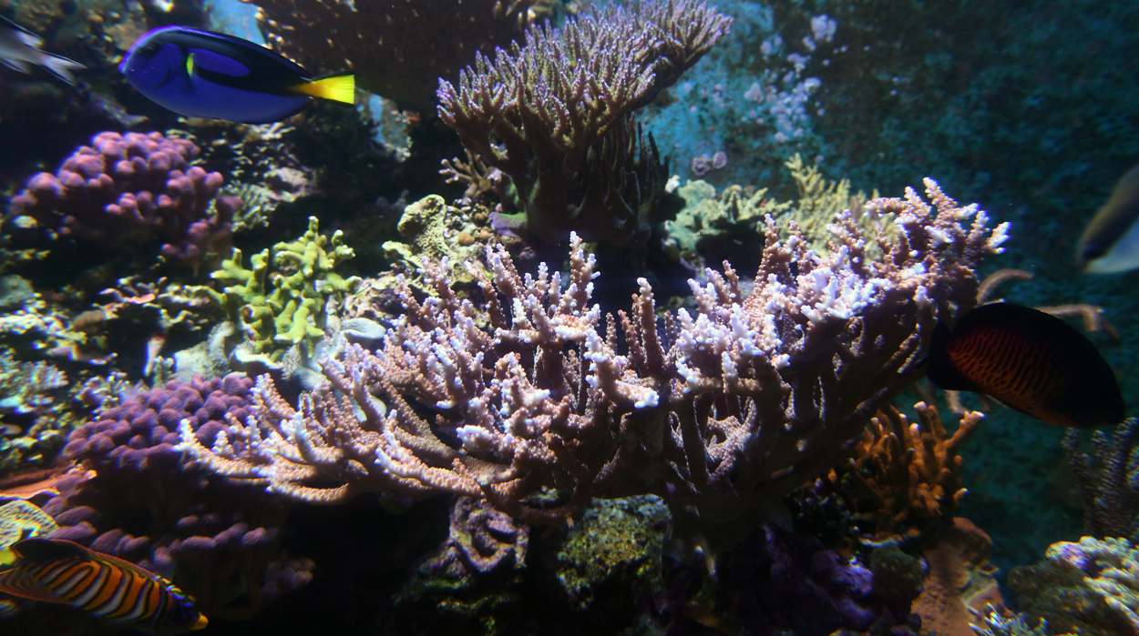 coral