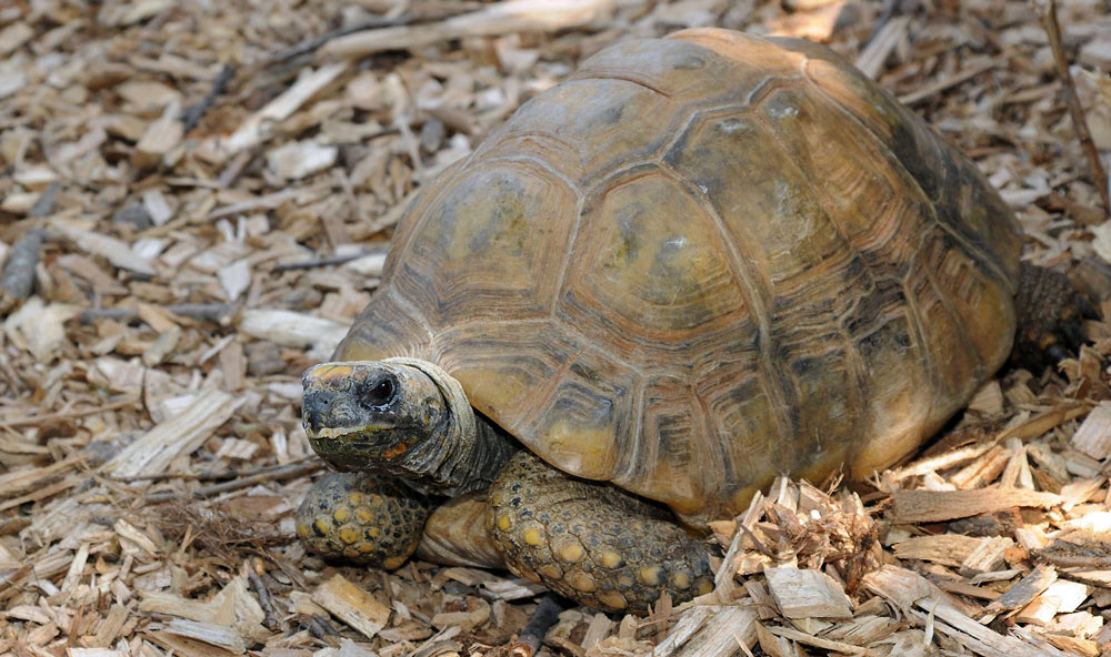 yellow-footed tortoise