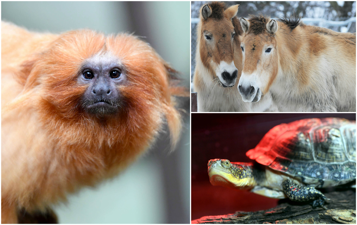 endangered species at Brookfield Zoo