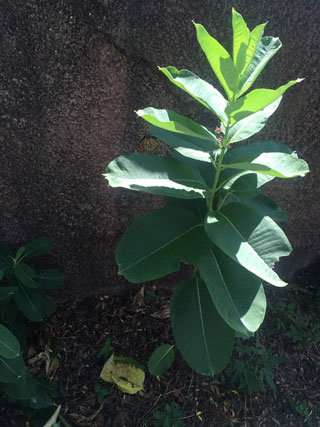 Egg laying monarch