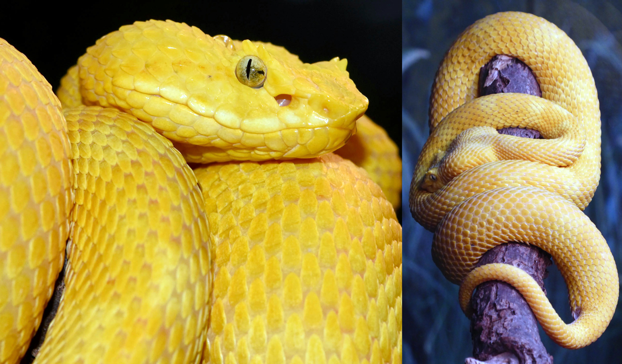 viper at Brookfield Zoo
