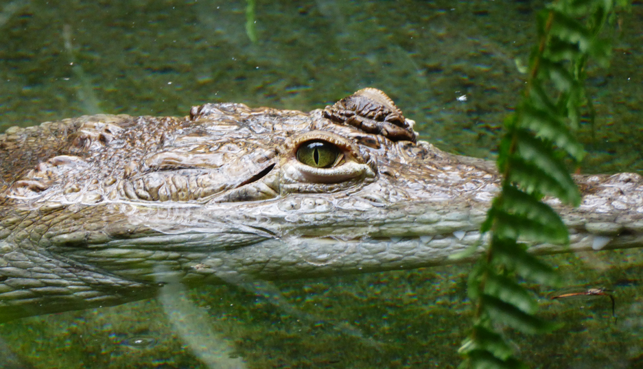 crocodile