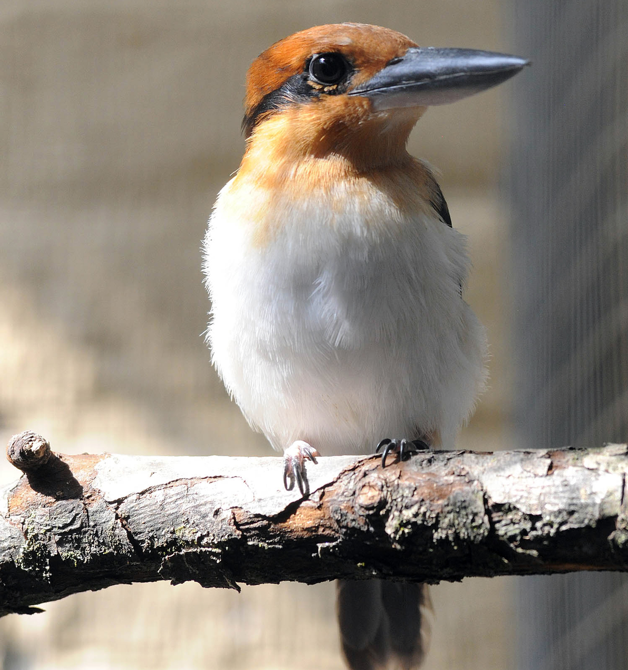 guam kingfisher at Brookfield Zoo