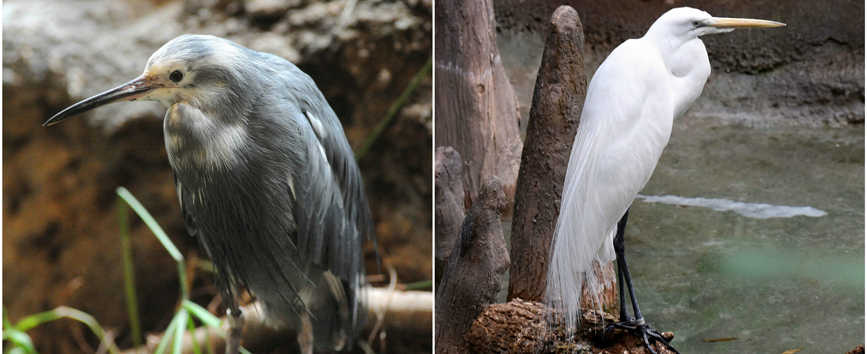 Heron at Brookfield Zoo