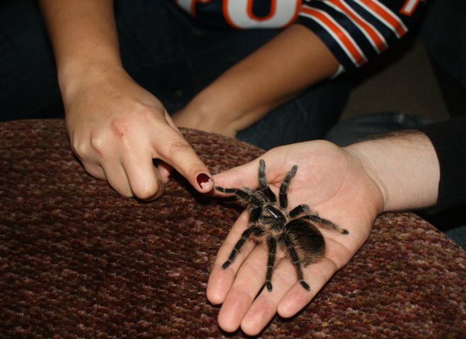 spider high-five