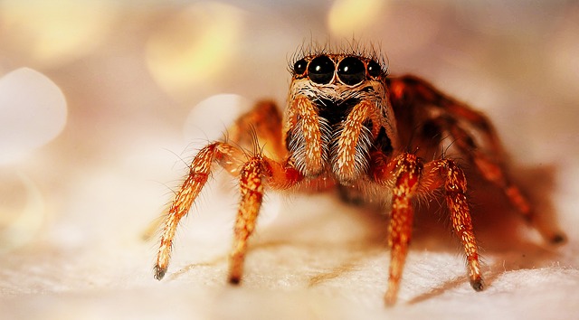 jumping spider