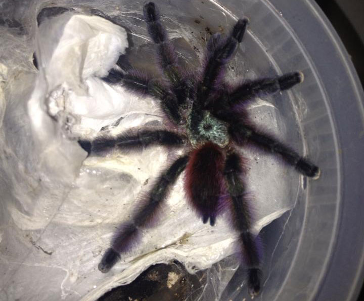 Lulu spider