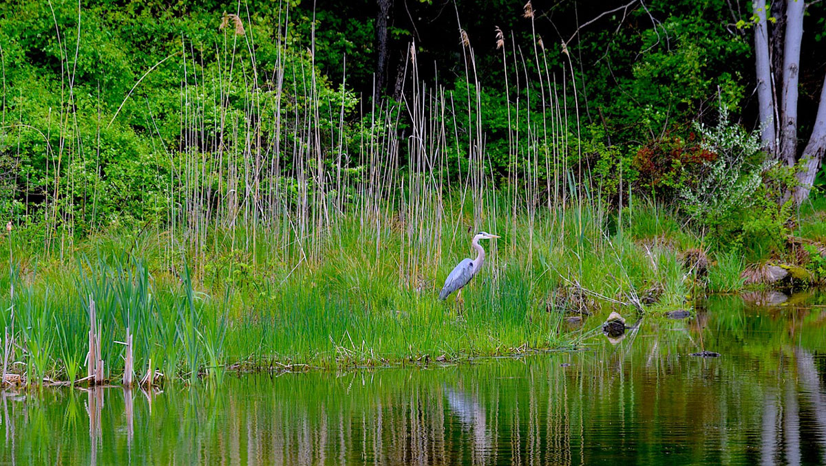 Wetland
