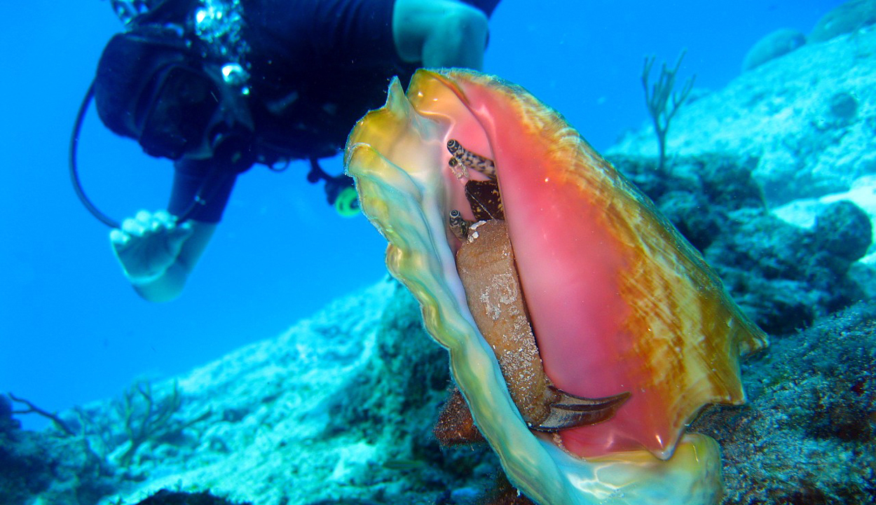 Conch shell diver