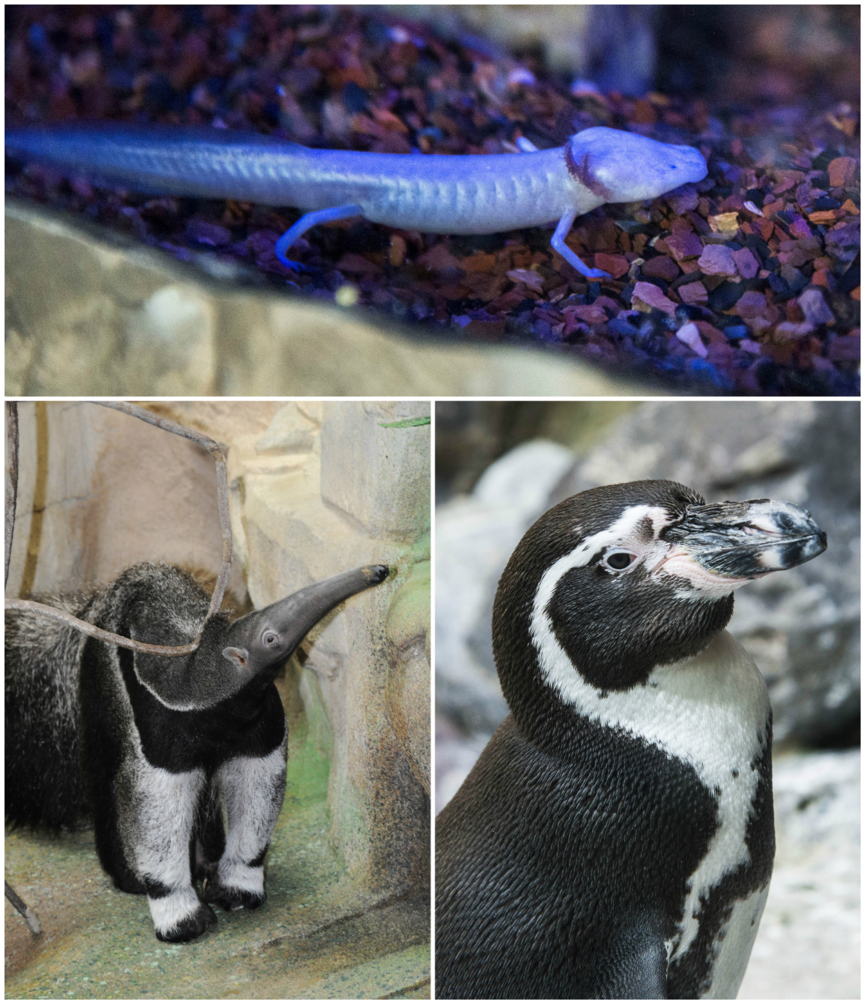 vulnerable species at Brookfield Zoo