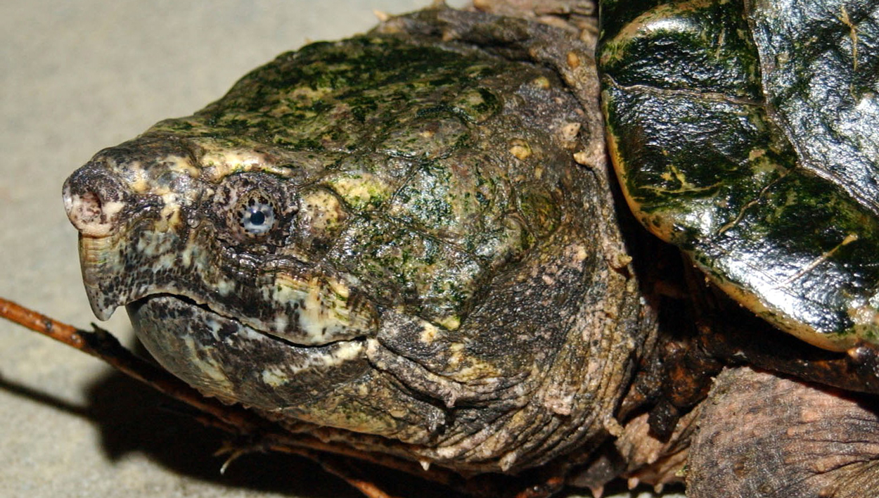 alligator snapping turtle at Brookfield Zoo