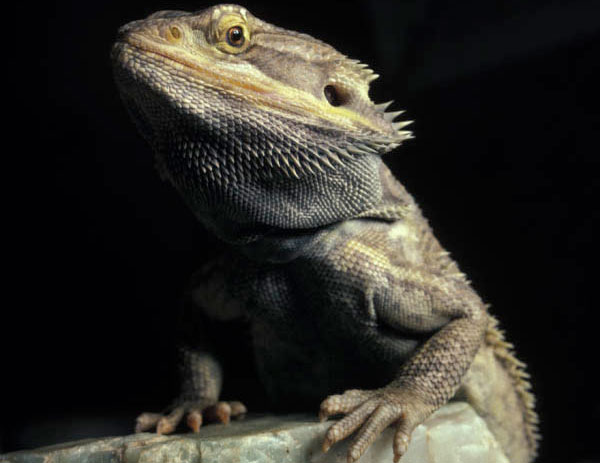 bearded dragon